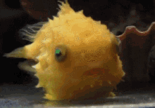 Lumpsucker Lumpfish GIF