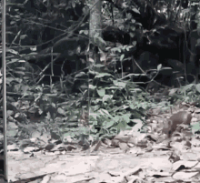 a black and white photo of a squirrel in a jungle