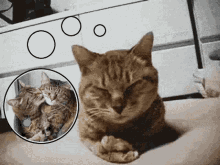 Miss You Thinking Of You GIF - Miss You Thinking Of You Cat GIFs