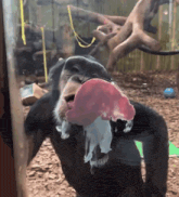 a chimpanzee with a jellyfish in its mouth looking through a glass