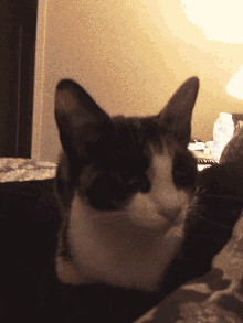 Meow Cat GIF - Meow Cat Love GIFs
