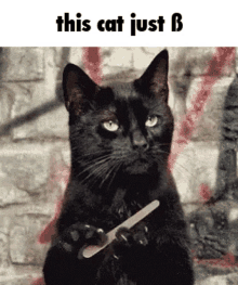 This Cat Just S Just J GIF - This Cat Just S This Cat Just J GIFs