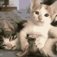 Cat Kiss Cat GIF - Cat Kiss Cat Cat Kiss Gif GIFs