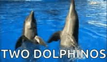 Dolphins Dolphino GIF - Dolphins Dolphino GIFs