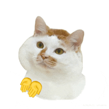 a brown and white cat with a pair of yellow hands behind its back
