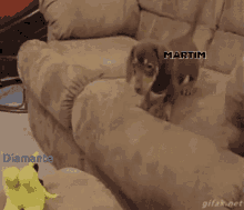 Bartim Cute Dog GIF - Bartim Cute Dog Jump Fail GIFs