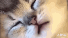 Cat Sleepy GIF - Cat Sleepy GIFs