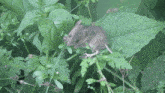 Mouse Feild Mouse GIF - Mouse Feild Mouse Isle Of Wight GIFs