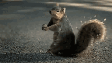 Squirrel Nuts GIF