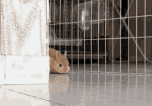 Bunny Cute GIF - Bunny Cute Rabbit GIFs