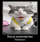 a cat wearing a yellow scarf and a red collar is sitting on a table