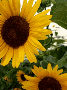 Happy Sunflower GIF - Happy Sunflower Loving GIFs