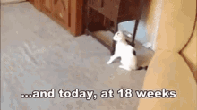 18 Weeks GIF - Cat Walk Assistance GIFs
