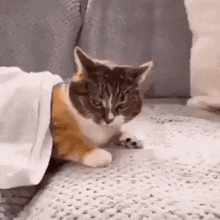 Cat Angry GIF - Cat Angry Good Morning GIFs