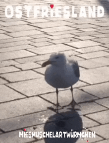 a seagull is standing on a brick sidewalk with ostfriesland written on the top