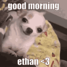 Chihuahua Good Morning GIF - Chihuahua Good Morning Ethan GIFs