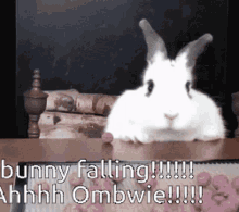 Ombwie Bunny GIF - Ombwie Bunny Fall GIFs
