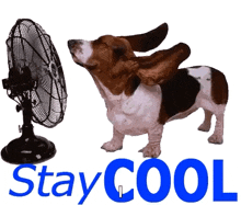 Stay Cool Hot GIF - Stay Cool Hot Cute Dog GIFs
