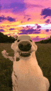 a dog holds a flower in its mouth in front of a sunset
