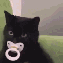 Cat Binkie GIF - Cat Binkie Cute GIFs