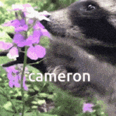 Cameron Raccoon GIF - Cameron Raccoon Flower GIFs