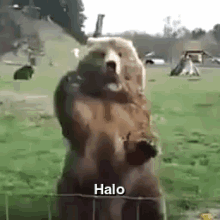 Halo GIF - Brown Bear Zoo Animal GIFs