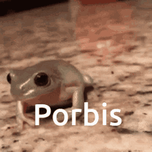 Porbis Frog GIF - Porbis Frog GIFs