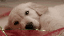 Golden Retriever Puppy GIF - Golden Retriever Puppy Sleep GIFs