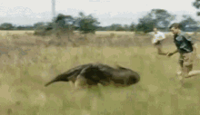 David Attenborough Anteater GIF - David Attenborough Anteater GIFs