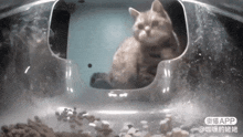 Miss Cutie Patootie Cat Meme GIF - Miss Cutie Patootie Cat Meme Cat Food GIFs