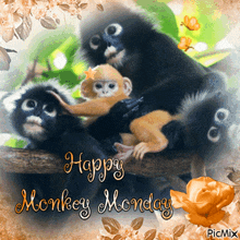 a happy monkey monday card with monkeys on a branch