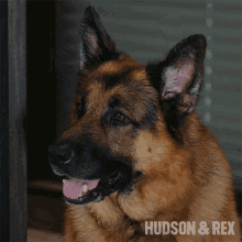Confused Rex GIF - Confused Rex Hudson And Rex GIFs