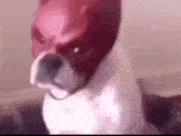 Daredevil Dog GIF - Daredevil Dog Mask GIFs