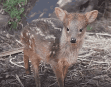 Ear Wiggle GIF - Deer GIFs