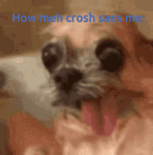 Crush Dog GIF - Crush Dog Silly GIFs