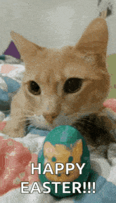 Happy Easter Images2022 Cute Cat GIF - Happy Easter Images2022 Cute Cat GIFs