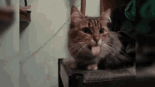 Cat Meow GIF - Cat Meow Lick GIFs