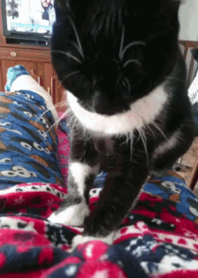 a black and white cat laying on a blanket on someone 's lap