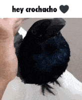 a black bird is being held in someone 's hand and the words hey crocacho are above it