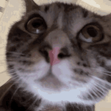 Cats Shaky Cat GIF - Cats Shaky Cat GIFs