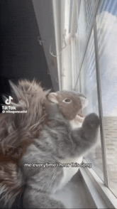 a cat with a stuffed animal on its head is looking out a window