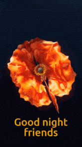 an orange flower with the words " good night friends " on it