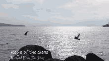 Mermaid From The Stars Keys Of The Seas GIF - Mermaid From The Stars Keys Of The Seas Seabirds GIFs