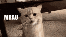 Mrau Cat GIF - Mrau Cat Meow GIFs