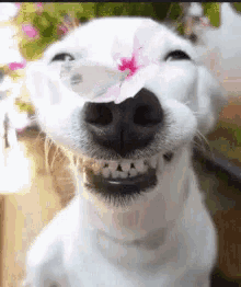 Flowers Puppy GIF