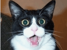 Shocked Cat Face GIF - Shocked Cat Face GIFs