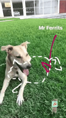 Mr Ferrits Green GIF - Mr Ferrits Green Grass GIFs