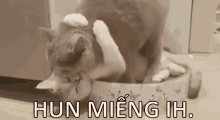 Mèo, Hôn, Hun, Meo GIF - Cat Kiss Kisses GIFs