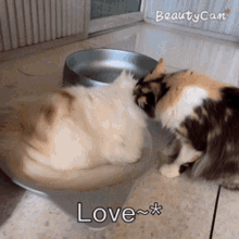 two cats looking at each other in a bowl with the words love written on the bottom