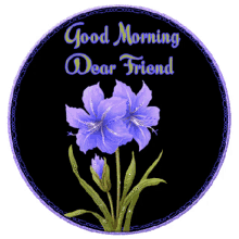 good morning purple amaryllsis dear friend flower